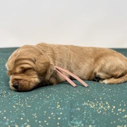 Kit - Apricot female Australian Labradoodle puppy in Sacramento, California from Little Farmstead Labradoodles