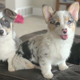 Pembroke Welsh Corgis from Nuna’s  Corgis