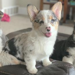Pembroke Welsh Corgis from Nuna’s  Corgis