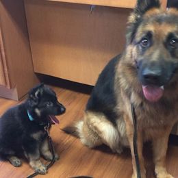 German Shepherds from Farrenhaus