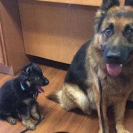 German Shepherds from Farrenhaus