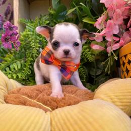 Sterling - Blue and white male Chihuahua puppy in Mesa, Arizona from Arizona Dream Chihuahuas