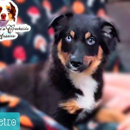 Petro - Black tri male Miniature Australian Shepherd puppy in Punta Gorda, Florida from Christie's Creekside Aussies