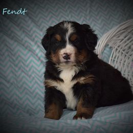 Bernese Mountain Dog Puppies from Brookwood Bernese Mountain Dogs