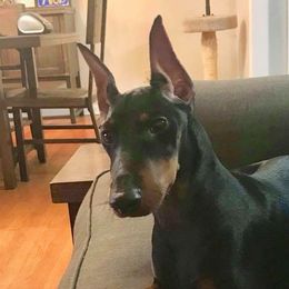 Star - Manchester Terrier