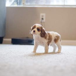 Cavalier King Charles Spaniel Puppies from Cavaliers of House Northup