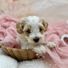 Green collared male - White male Maltipoo puppy in Marshallville, Ohio from Grassy Meadow Pups
