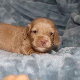 Boy 4 red cream - Red male Dachshund puppy in Pontotoc, Mississippi from Doubletake Doodles & Dachshunds