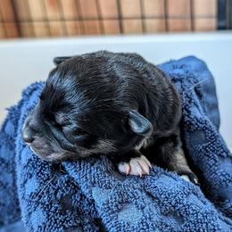 Boy 1 - Black and tan male Lapponian Herder puppy in Prattsburgh, New York from Maalattu Koirankoppi Lapponian Herders