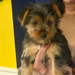 Luka - Black and tan male Yorkshire Terrier puppy in Downingtown, Pennsylvania from Superior Family Kennels