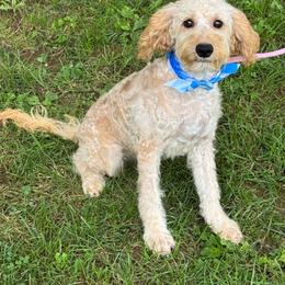 Arlow - Apricot male Goldendoodle puppy in Lancaster, Kentucky from Dream Paws Puppies, LLC