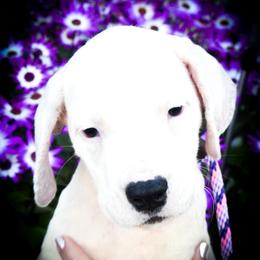 Pink collar (Ersa) - White female Dogo Argentino puppy in San Diego, California from Debonair Dogos