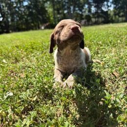 Latte - Liver roan female German Shorthaired Pointer puppy in Axton, Virginia from Red Clay Kennels