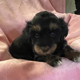 Pink girl - Black and tan female Havanese puppy in Arlington, Washington from Havanese With Love Breeding Co.