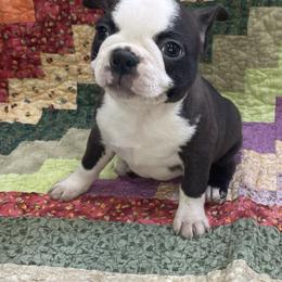 Evie - Black brindle and white female Boston Terrier puppy in Fillmore, Illinois from Wind Hill Puppies