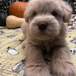 Miniature Schnauzer Puppies from Tamed by Emmy (Emariella’s Miniature Schnauzers)