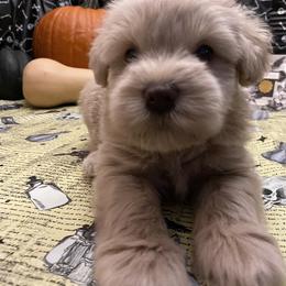 Miniature Schnauzer Puppies from Tamed by Emmy (Emariella’s Miniature Schnauzers)