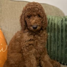 Katmi - Red  female Poodle puppy in Smithville, Mississippi from Shenanigans Red & Apricot Standard Poodles