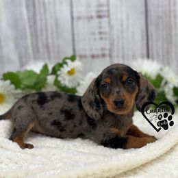 Dachshund, Pomeranian, and Poodle Puppies from Cuddles n Curls