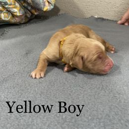 Boy 7 - Golden Golden Retriever puppy in Argyle, Texas from Randalls Golden Retrievers