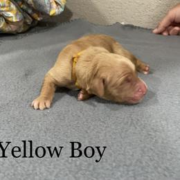 Boy 7 - Golden Golden Retriever puppy in Argyle, Texas from Randalls Golden Retrievers