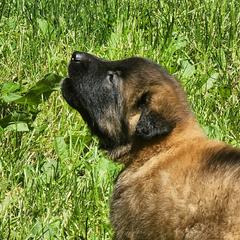 Belgian Tervuren Puppies from Kismet Belgian Tervuren's  owner Angela Ernst
