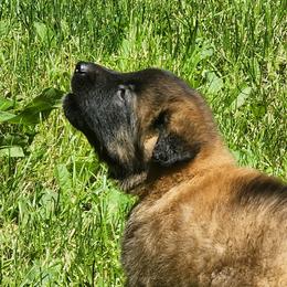 Belgian Tervuren Puppies from Kismet Belgian Tervuren's  owner Angela Ernst