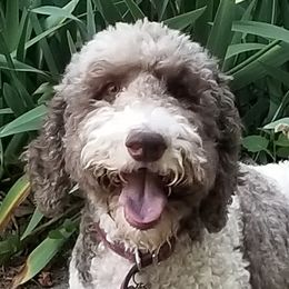 Roxy - Goldendoodle