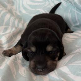 Lucy - Black and cream female Dachshund puppy in New Smyrna Beach, Florida from J & L Mini D’s