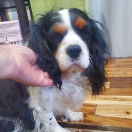Gracie-Shy - Tri-color female Cavalier King Charles Spaniel puppy in Northglenn, Colorado from Lucia's Cavalier King Charles Spaniels