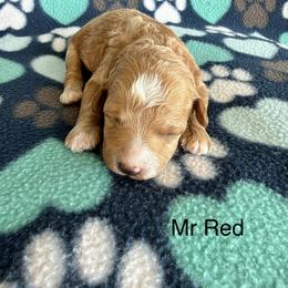Mr Red - Apricot male Goldendoodle puppy in Lowville, New York from Valley View Doodles