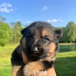 Neon green - Blue female German Shepherd puppy in Grand Rivers, Kentucky from Von Frieden German Shepherds LLC