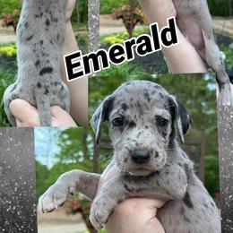 Emerald - Merle male Great Dane puppy in Wellsville, New York from Prophecy Danes