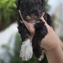 Buzz - Phantom male Bernedoodle puppy in Decatur, Tennessee from Diamond's Doodles