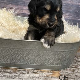 Bernedoodle Puppies from Oodles of Doodles