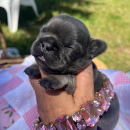 Happy - Blue fawn female French Bulldog puppy in Rathdrum, Idaho from Smart Pomskies and Frenchies
