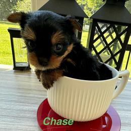 Chase - Black and tan male Yorkshire Terrier puppy in Ashland, Kentucky from Yorkie Paw