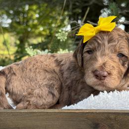 Yellow - Merle female Goldendoodle puppy in Hesperia, Michigan from Red Acres Poodles & Doodles