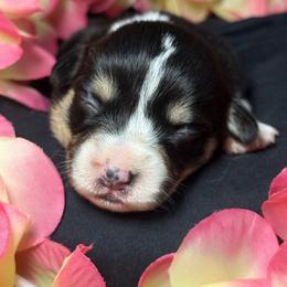 Drizella - White and black female Pembroke Welsh Corgi puppy in Valley, Washington from Corgis of the Mountain Valley