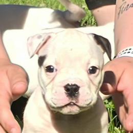 Rolo (White, Ear Patch) - White male American Bulldog puppy in Three Rivers, Michigan from Jemms Kennels