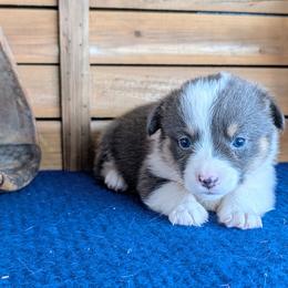 Emily Gilmore - Blue female Pembroke Welsh Corgi puppy in Shawnee, Oklahoma from Sunray Ranch