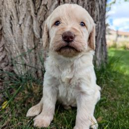 Star - Cream female Labradoodle puppy in Snowflake, Arizona from Az Mountain Doodles
