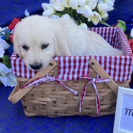 Girl 2 Yellow (Tashi) - Light golden Golden Retriever puppy in Pacheco, California from One Thousand Tails