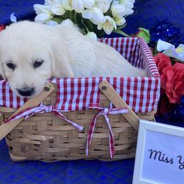 Girl 2 Yellow (Tashi) - Light golden Golden Retriever puppy in Pacheco, California from One Thousand Tails