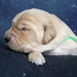 Larch green collar - Dark golden male Golden Retriever puppy in Great Falls, Montana from VS Golden Fields
