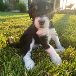 Bernedoodle Puppies from Sunset Family Farm