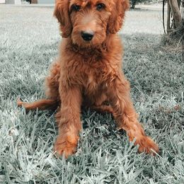 Goldendoodle Puppies from Rustic Road Doodles
