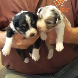 Australian Shepherd Puppies from Cavalier Australian Shepherds