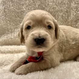 Donner - Cream male Goldendoodle puppy in The Woodlands, Texas from Gracie's Goldendoodles and Bernedoodles