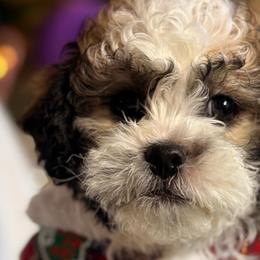 Shichons from Breeder